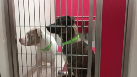 Winnie-lite 2y A867482 Lily 1y A862138 kennel 64 pod 3 PACC shelter Winnie's head honcho20250709_878