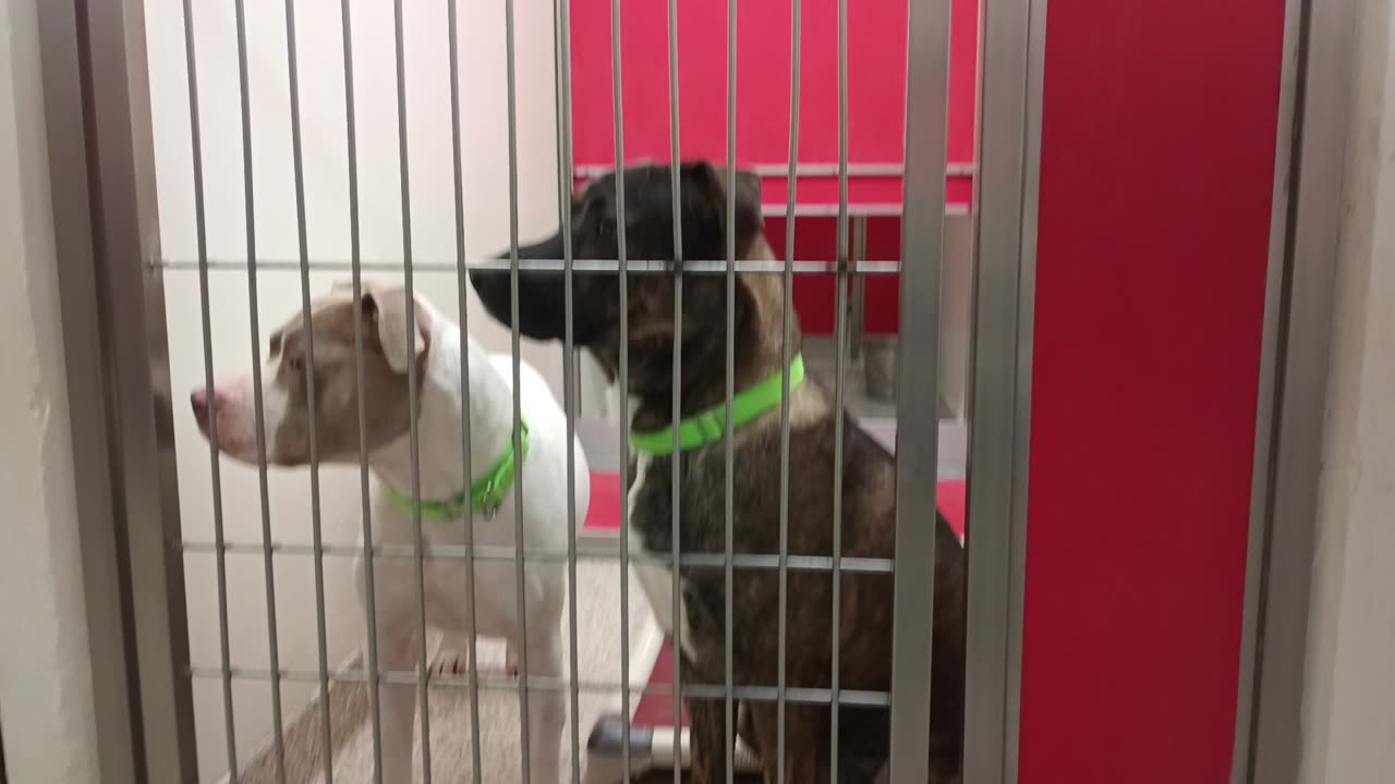 Winnie-lite 2y A867482 Lily 1y A862138 kennel 64 pod 3 PACC shelter Winnie's head honcho20250709_878
