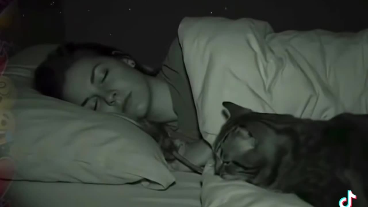 Cat rat