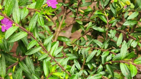 Beautiful Flower Garden in Natural Light – Soothing Nature Video with Real Ambient Sound"