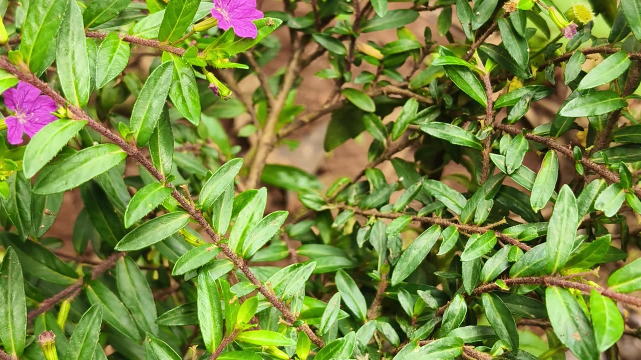 Beautiful Flower Garden in Natural Light – Soothing Nature Video with Real Ambient Sound"