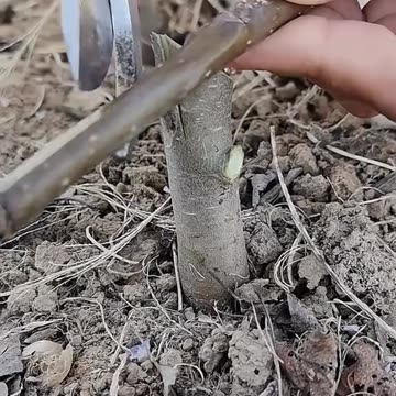 How to Breeding Part-16