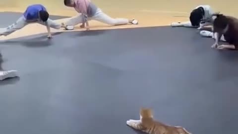 😂 Haha! A Funny Animal Moment | FunFM