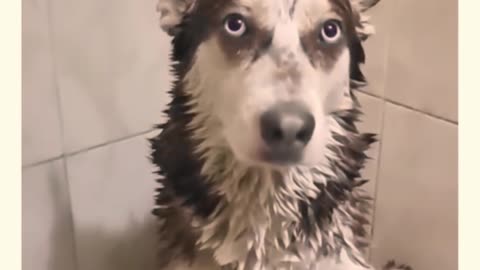 hi