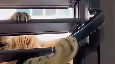 When cats are open the door । funny clip । pets video ।।