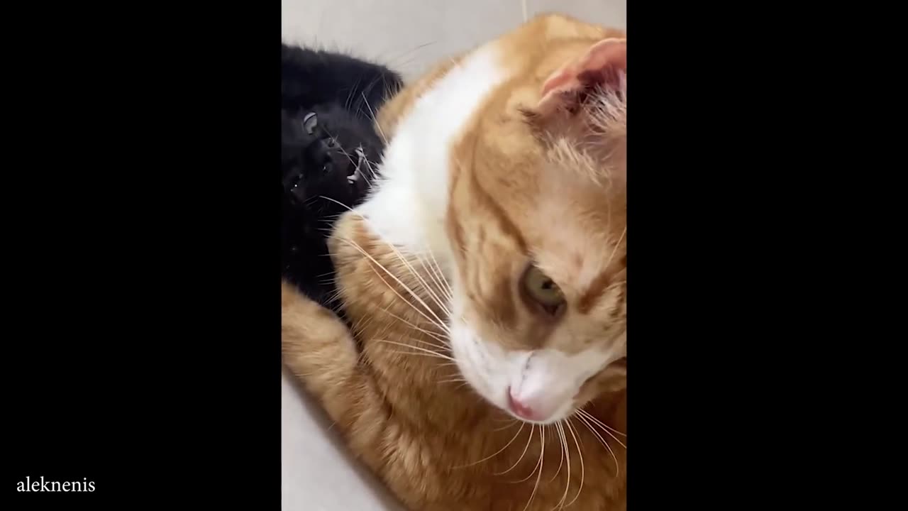 He’s fearless… but he’s also an orange cat 😺