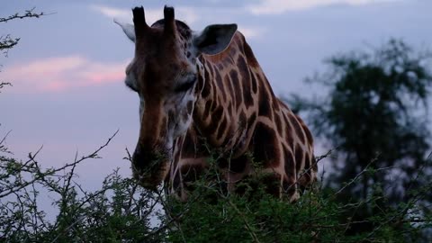 Giraffe Feeding Leaves