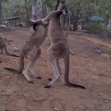 Kangaroo diaries only in Australia 🇦🇺