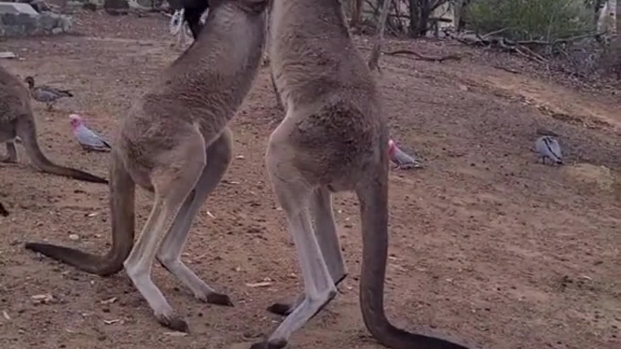 Kangaroo diaries only in Australia 🇦🇺