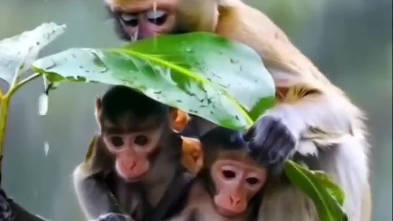 wonderful new funny video