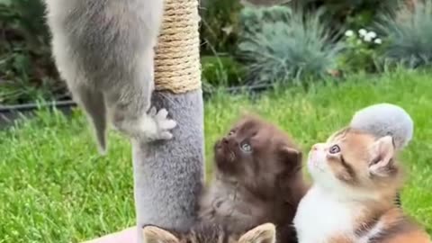 Cat Fails & Adorable Moments You’ll Watch on Repeat! 🐱✨ #FunnyCats #CuteAnimals"