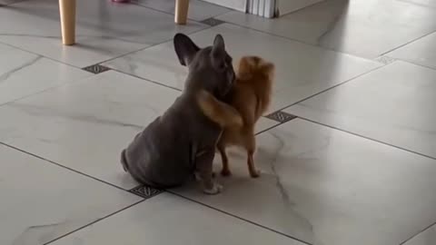 SHAKE 😝YOUR BOOTY