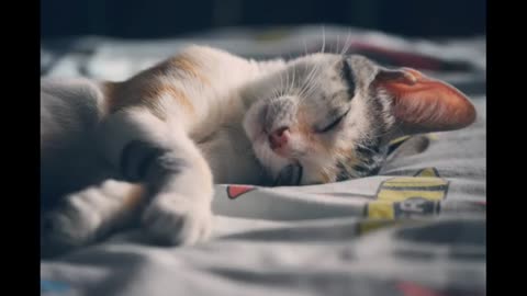 Proof That Doing Nothing Can Be Adorable