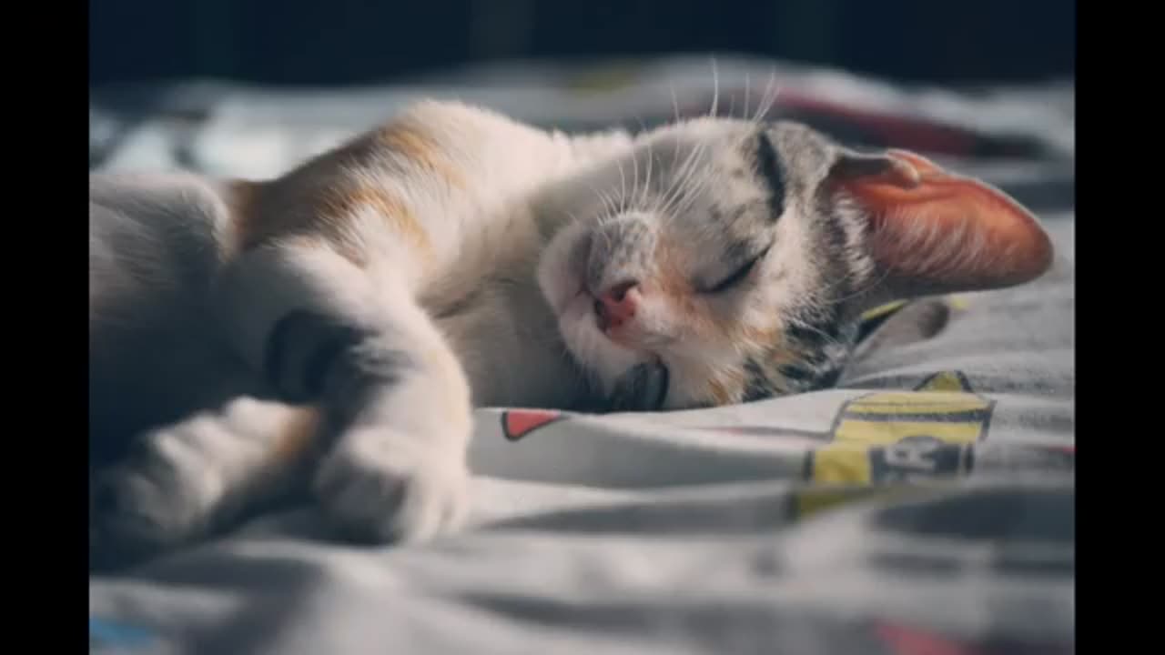 Proof That Doing Nothing Can Be Adorable