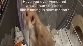 🐹💤 The Funniest Hamster Wheel Fail EVER! | FunFM