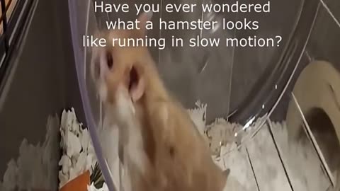 🐹💤 The Funniest Hamster Wheel Fail EVER! | FunFM