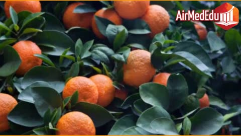 35 Beneficios de las hojas de Naranja Agria