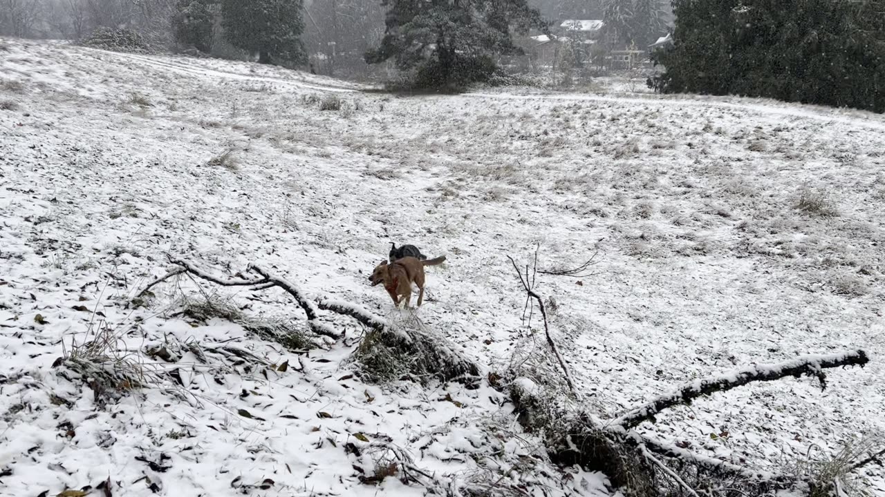 marymoor park patrol in the snow 290823098498
