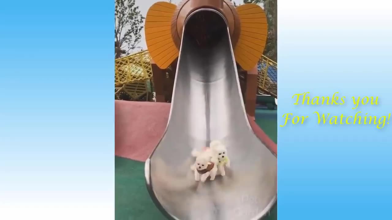 🤣Funny Animals Videos 18🤣
