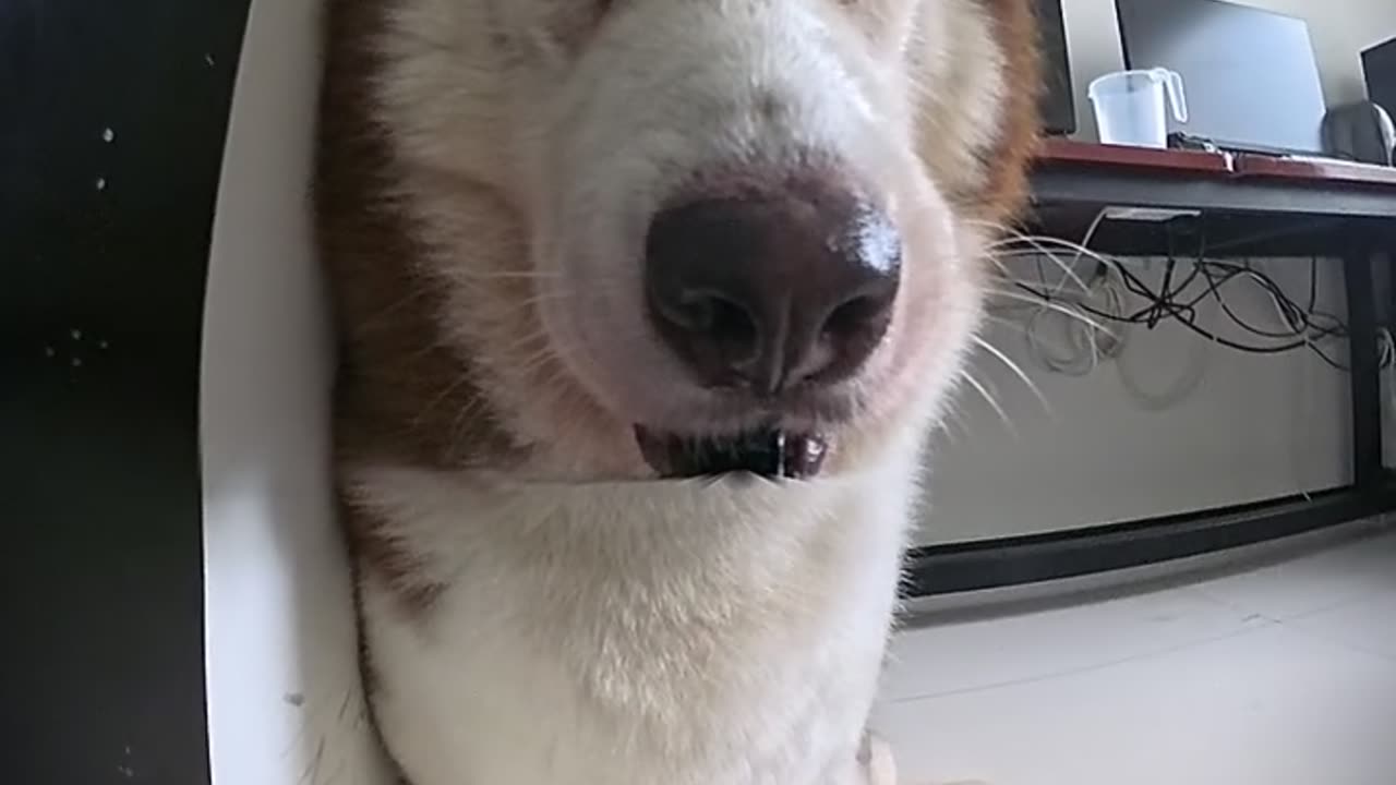 "Dog Cam Reveals Hilarious Moments! 😂🐶 Must Watch!"