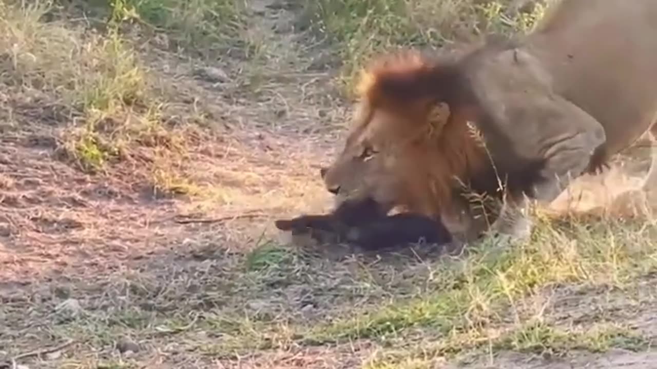 animals