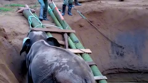 Heroic Rescue of a Trapped Baby Elephant in the Jungle 🐘🌿 | A Heartwarming True Story
