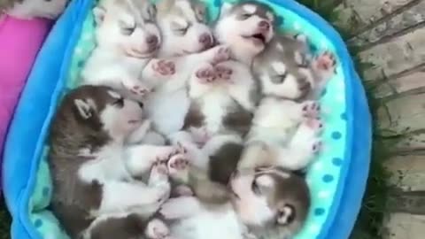 Fun Animals