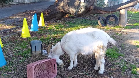 大晦日前の山羊さんの動画