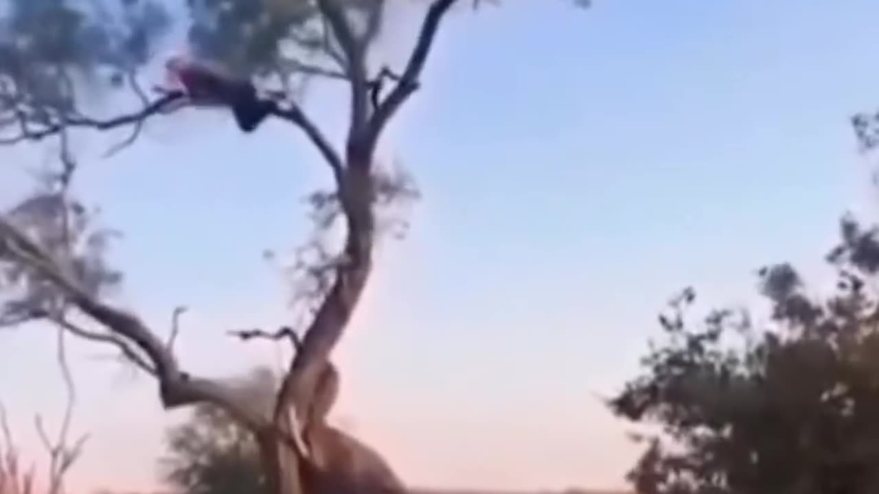 Animal attack. You must watch