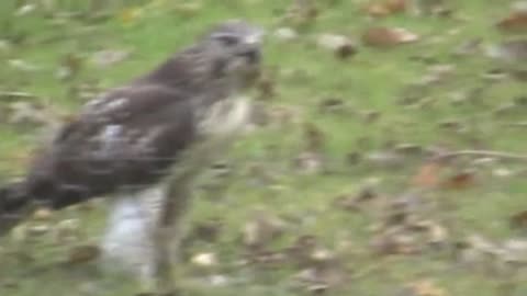 Juvenile Female Red Tailed Hawk with Squirrel (Viewer Discretion is advised)