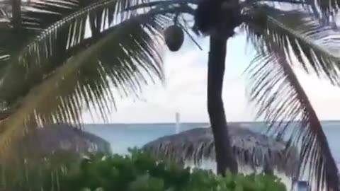 😂🥥 The Hilarious Struggle to Grab the Last Coconut! | FunFM