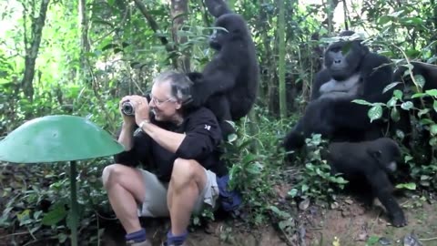 🤯✨ Watch Gorillas Observe a Cameraman! | FeedMyCuriosity