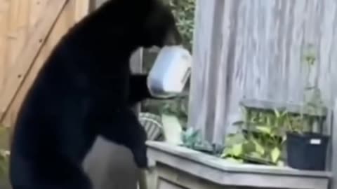 Cute and funny animals 😆