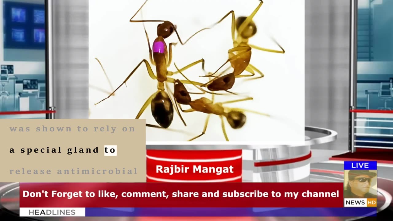 Ants are the only animals besides humans that perform life-saving surgeries