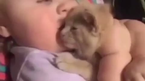 The playful behavior of pets towards their masters is adorable and romantic 🐾 😍