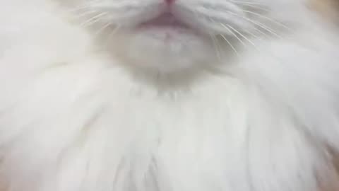 cute cats videos 1