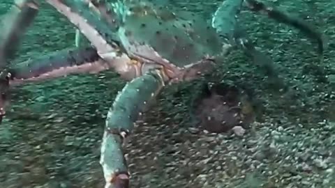 Before VS After Animal Transformation🤯| Amazing Animals Transformation