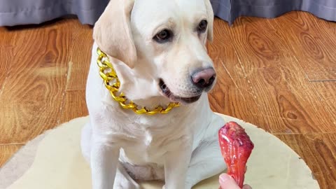 这狗狗玩游戏，是一点都不磨叽…This dog doesn't dawdle at all when playing games. .