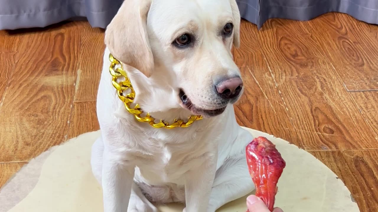 这狗狗玩游戏,是一点都不磨叽…This dog doesn't dawdle at all when playing games. .