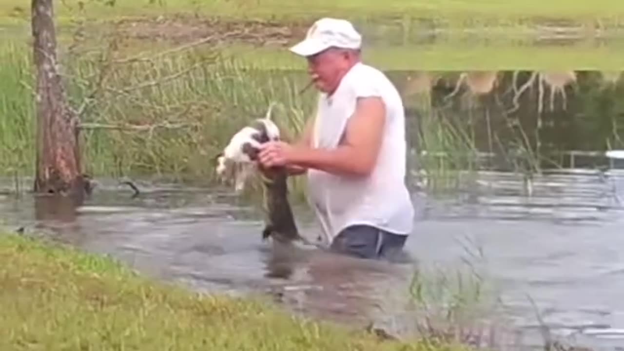 Florida man, age 74 saves his puppy from the jaws of an alligator.