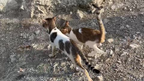 Have You Ever Seen Cats Fishing?