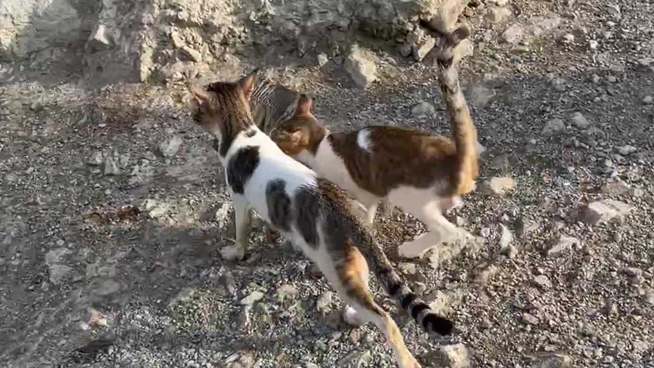 Have You Ever Seen Cats Fishing?