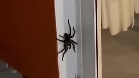 BIG SPIDER VS SMALL SPIDER.. #Shorts