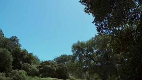 Canine Adventure: A Doggone Hollywood | Full Family Movie In English