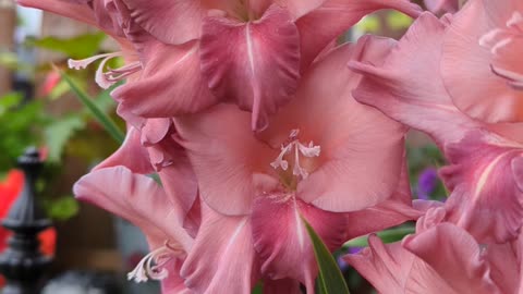Rusty chestnut gladiolus