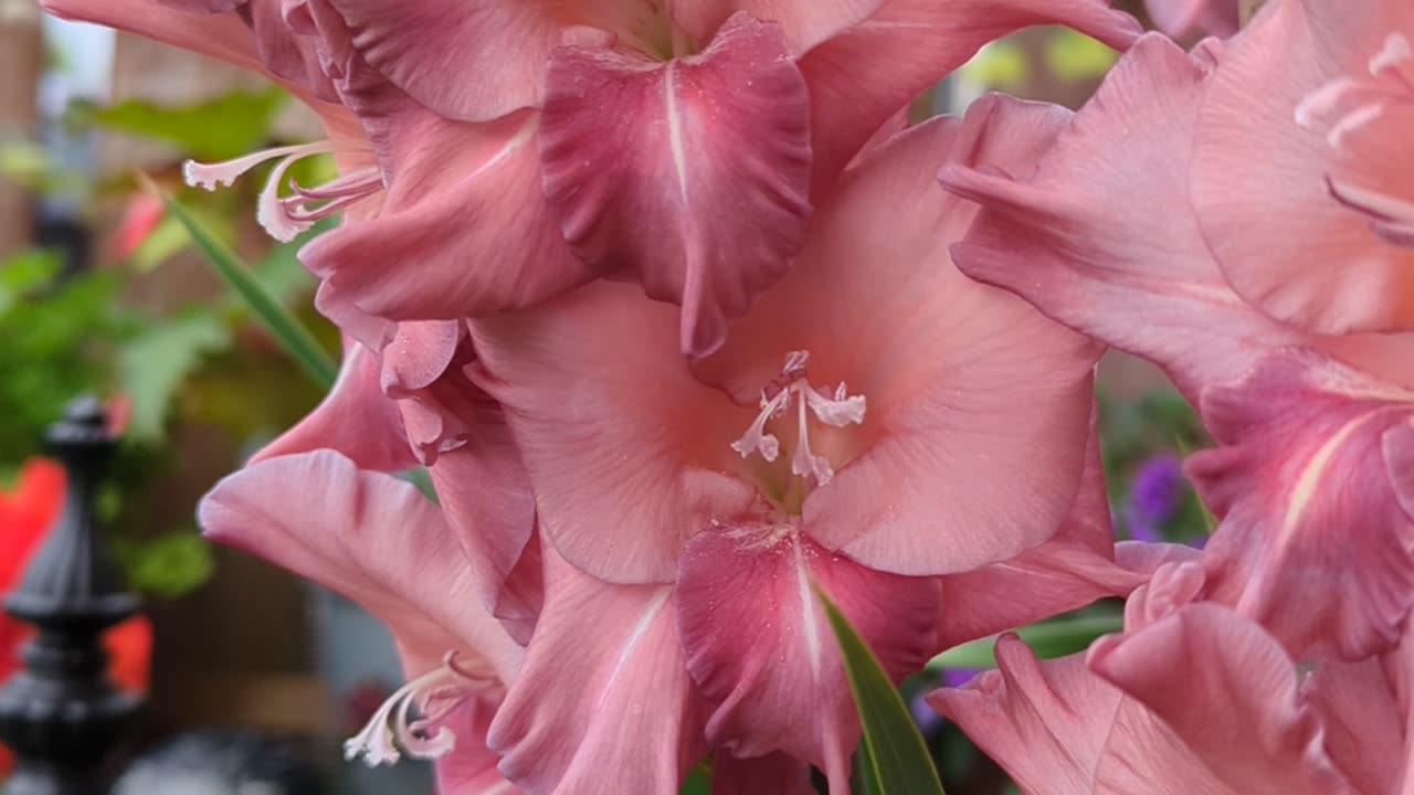 Rusty chestnut gladiolus
