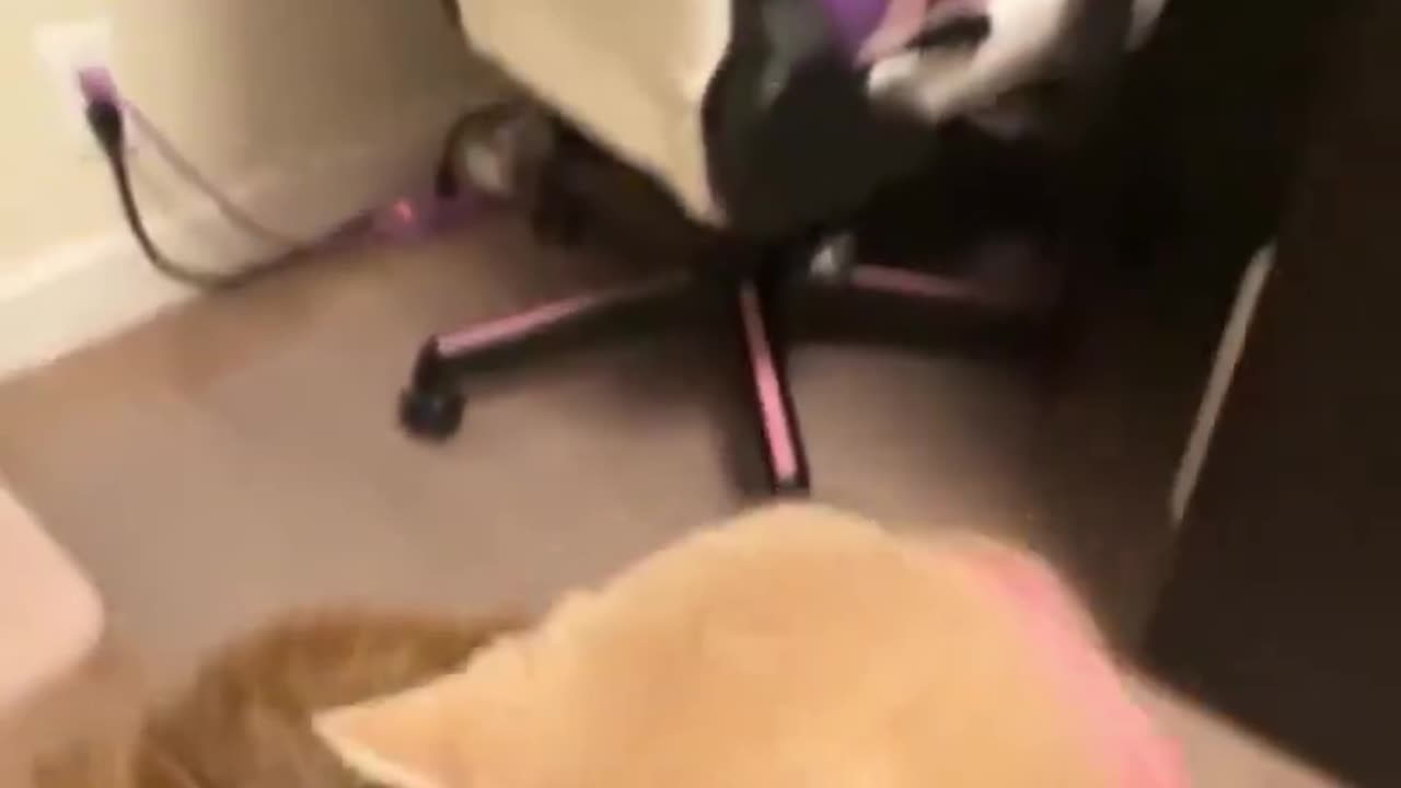 driving licence is permitted 😂😂