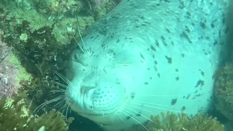 😮🐚 Watch a Seal Sleep Peacefully Underwater! | FeedMyCuriosity