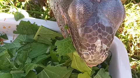 Spring Feast? Kind Of... (She only wants mulberry leaves...)