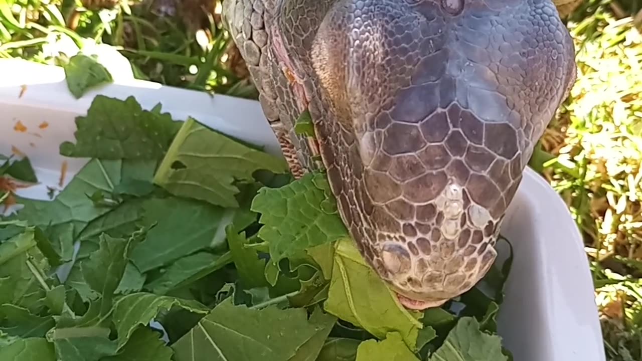 Spring Feast? Kind Of... (She only wants mulberry leaves...)